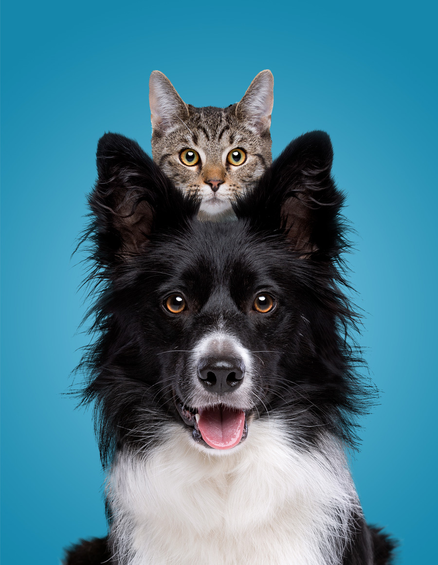 chien et un petit chat au dessus